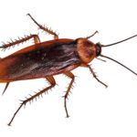 Уничтожение тараканов в квартире специализированные службы с гарантией