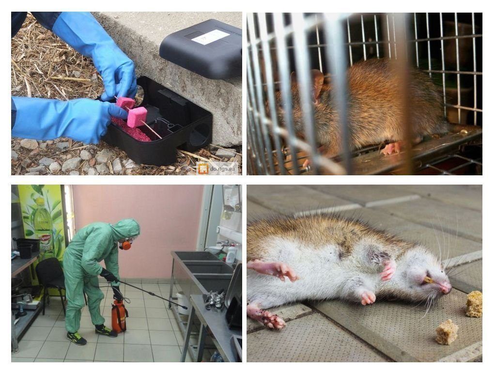 Дератизация от грызунов от крыс и мышей в Орле