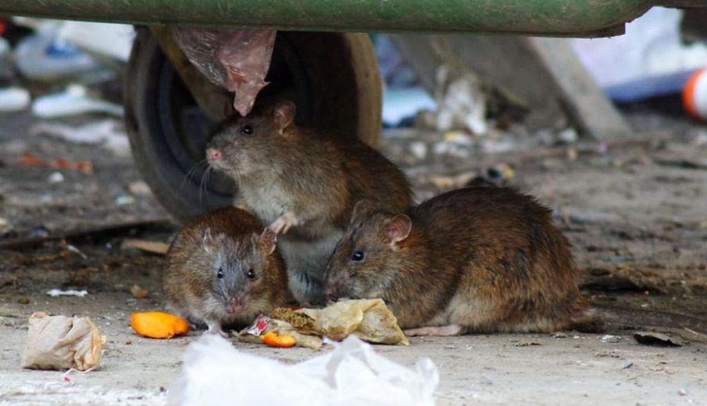 Травить грызунов крыс и мышей в Орле