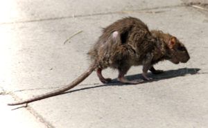 Фирма по уничтожению грызунов, крыс и мышей в Орле