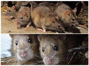 Травить грызунов крыс и мышей в Орле