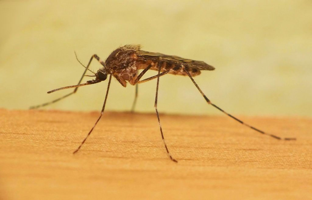 Уничтожение комаров в Орле