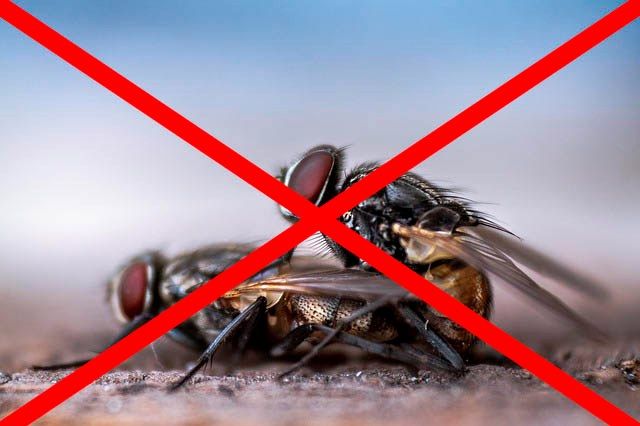Профессиональное уничтожение мух в Орле с гарантией