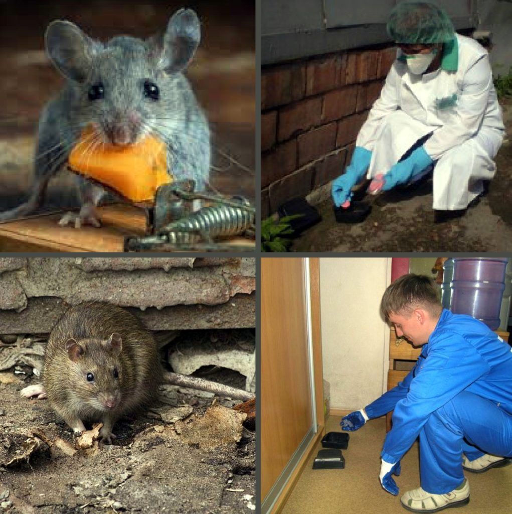 Дезинфекция от грызунов, крыс и мышей в Орле