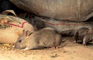 Дератизация от грызунов от крыс и мышей в Орле
