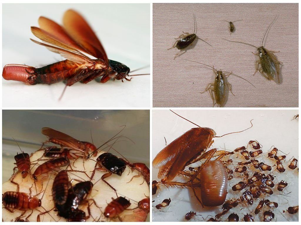 Уничтожение тараканов в квартире в Орле 