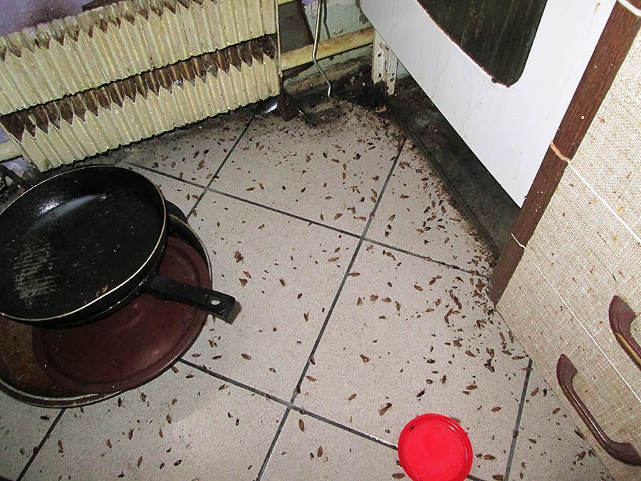 Санэпидемстанция от тараканов в Орле, вызвать, цены
